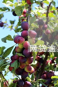 网贷逾期会影响抖音直播吗 网贷逾期会影响抖音直播吗