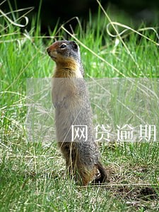 网贷逾期会影响正在用的信用卡吗 网贷逾期会影响正在用的信用卡吗