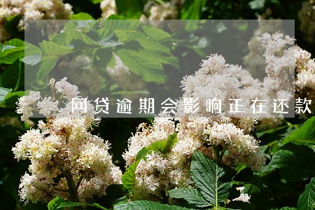 网贷逾期会影响正在还款的车贷吗 网贷逾期会影响正在还款的车贷吗