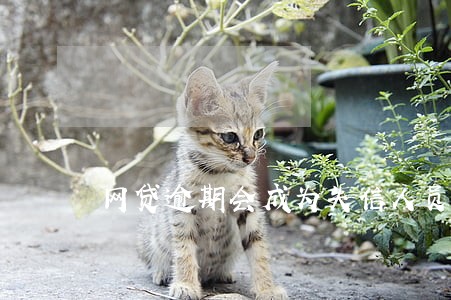 网贷逾期会成为失信人员么 网贷逾期会成为失信人员么