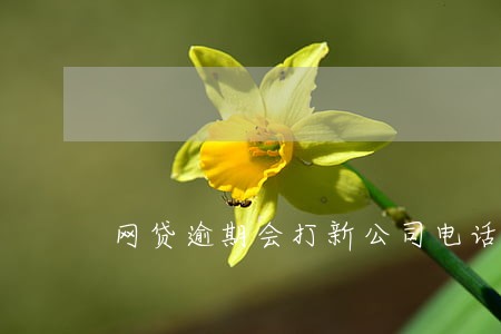 网贷逾期会打新公司电话吗