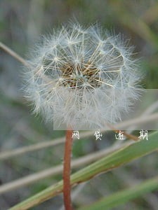 网贷逾期会打村委吗 网贷逾期会打村委吗