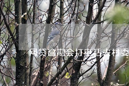 网贷逾期会打电话去村委会 网贷逾期会打电话去村委会