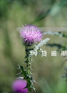 网贷逾期会打电话给你吗 网贷逾期会打电话给你吗