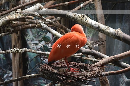 网贷逾期会打给谁 网贷逾期会打给谁