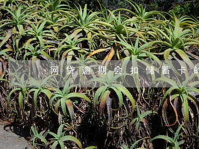 网贷逾期会扣储蓄卡的钱吧 网贷逾期会扣储蓄卡的钱吧