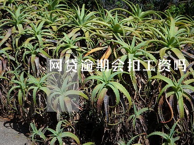 网贷逾期会扣工资吗 网贷逾期会扣工资吗