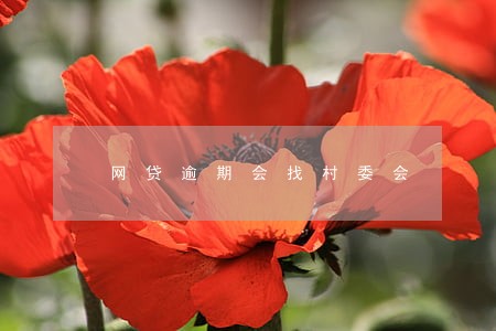 网贷逾期会找村委会 网贷逾期会找村委会