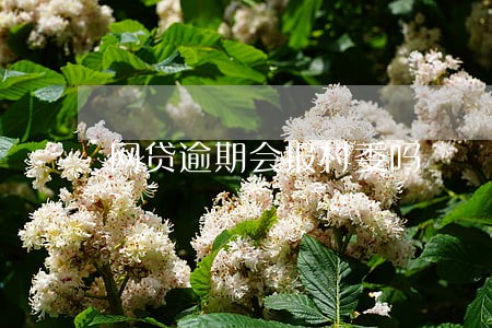 网贷逾期会报村委吗 网贷逾期会报村委吗