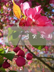 网贷逾期会报案到派出所吗 网贷逾期会报案到派出所吗