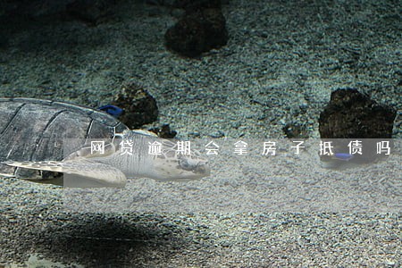 网贷逾期会拿房子抵债吗 网贷逾期会拿房子抵债吗