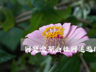 网贷逾期会挂网追逃15天吗 网贷逾期会挂网追逃15天吗