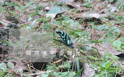 网贷逾期会曝光