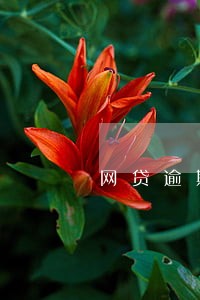 网贷逾期会有人上门收钱吗 网贷逾期会有人上门收钱吗