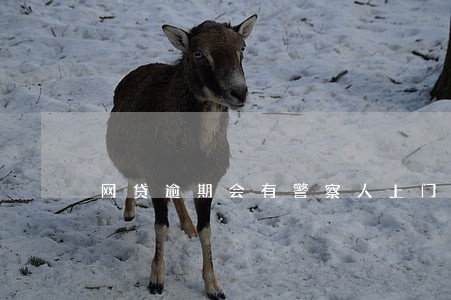 网贷逾期会有警察人上门吗 网贷逾期会有警察人上门吗