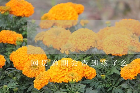 网贷逾期会查到孩子么 网贷逾期会查到孩子么