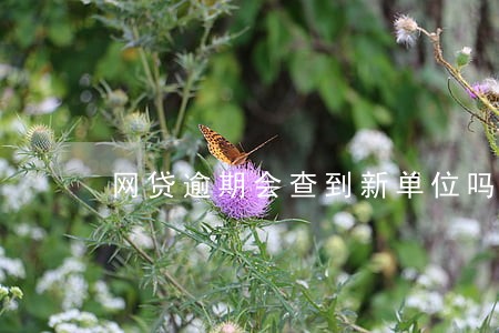 网贷逾期会查到新单位吗 网贷逾期会查到新单位吗