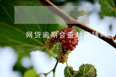 网贷逾期会查封店铺吗 网贷逾期会查封店铺吗