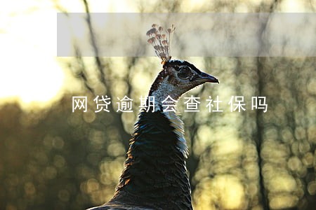 网贷逾期会查社保吗 网贷逾期会查社保吗