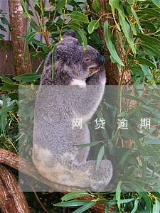 网贷逾期会派警员来家吗