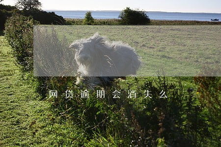 网贷逾期会消失么 网贷逾期会消失么