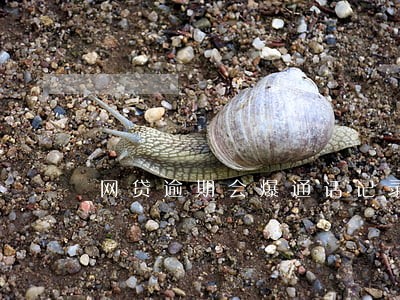 网贷逾期会爆通话记录查询清单 网贷逾期会爆通话记录查询清单