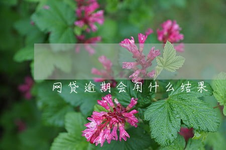 网贷逾期会用什么结果 网贷逾期会用什么结果
