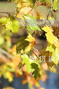 网贷逾期会移交法务部门 网贷逾期会移交法务部门