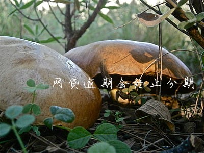 网贷逾期会终止分期 网贷逾期会终止分期