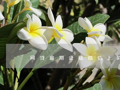 网贷逾期会被微信上的零钱划走吗 网贷逾期会被微信上的零钱划走吗