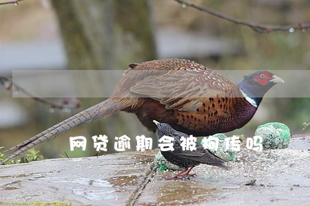 网贷逾期会被拘传吗 网贷逾期会被拘传吗