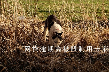 网贷逾期会被限制用卡消费吗 网贷逾期会被限制用卡消费吗