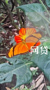 网贷逾期会订不了机票吗 网贷逾期会订不了机票吗