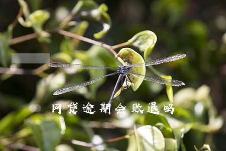 网贷逾期会败退吗 网贷逾期会败退吗