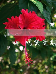 网贷逾期会走司法程序吗 网贷逾期会走司法程序吗