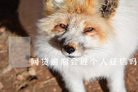 网贷逾期会进个人征信吗 网贷逾期会进个人征信吗