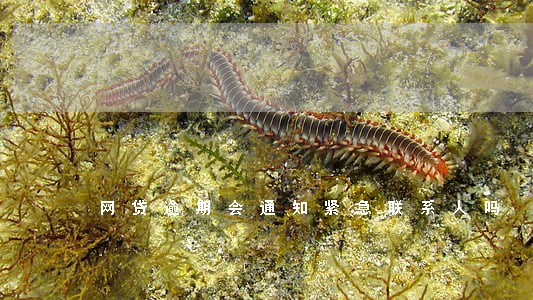 网贷逾期会通知紧急联系人吗 网贷逾期会通知紧急联系人吗