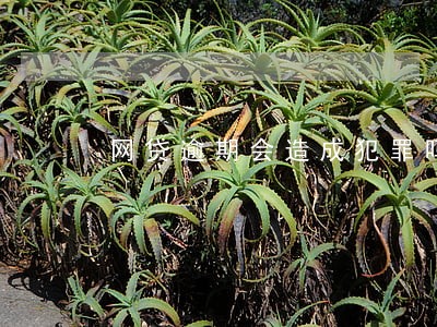 网贷逾期会造成犯罪吗 网贷逾期会造成犯罪吗