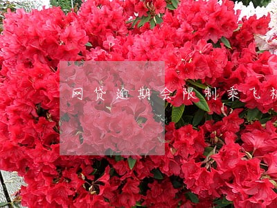 网贷逾期会限制乘飞机吗 网贷逾期会限制乘飞机吗