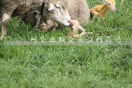 网贷逾期会面临刑罚吗 网贷逾期会面临刑罚吗