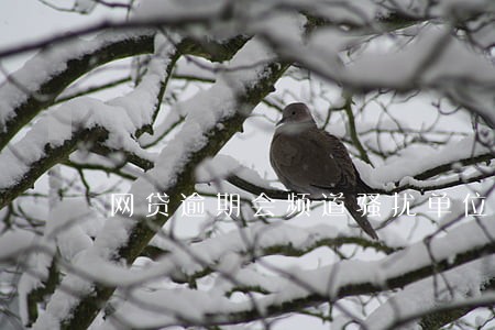网贷逾期会频道骚扰单位吗 网贷逾期会频道骚扰单位吗
