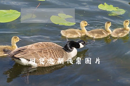 网贷逾期传票图片 网贷逾期传票图片