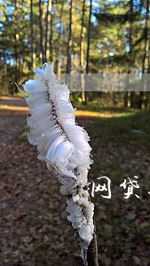 网贷逾期传票能查正伪么 网贷逾期传票能查正伪么