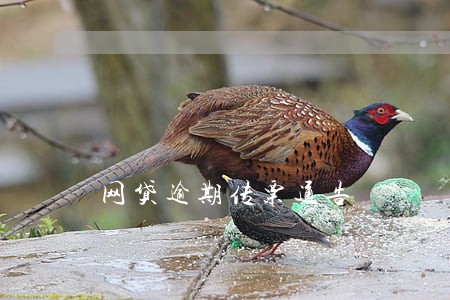 网贷逾期传票通告 网贷逾期传票通告