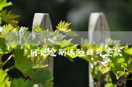 网贷逾期保险公司垫款 网贷逾期保险公司垫款