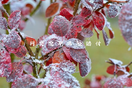 网贷逾期保险赔付 网贷逾期保险赔付
