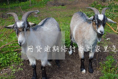 网贷逾期信封寄到家里怎么办 网贷逾期信封寄到家里怎么办