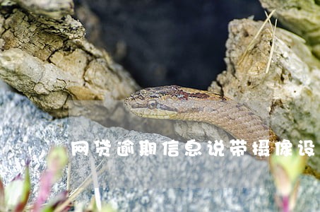 网贷逾期信息说带摄像设备上门 网贷逾期信息说带摄像设备上门
