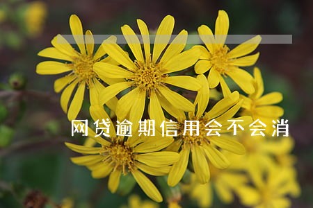 网贷逾期信用会不会消 网贷逾期信用会不会消