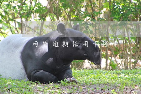 网贷逾期信用卡停卡